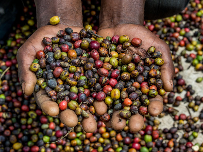 Café fermenté naturellement